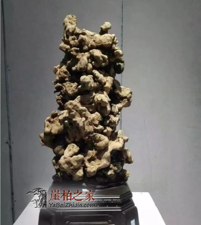 崖柏即将消失，现在还犹豫的朋友几年后肯定后悔-3