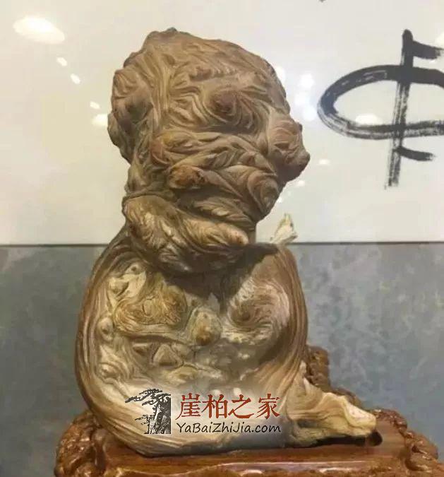 崖柏即将消失，现在还犹豫的朋友几年后肯定后悔-9